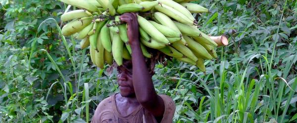 En Afrique de l'Ouest et centrale, la demande en banane plantain est deux fois supérieure à l’offre © S. Dépigny, Cirad